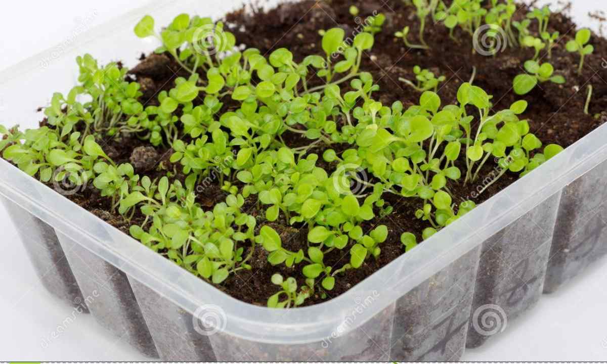 Petunia - crops on seedling