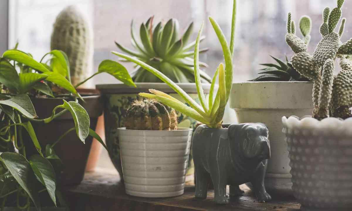 Recommendations about the choice of houseplants