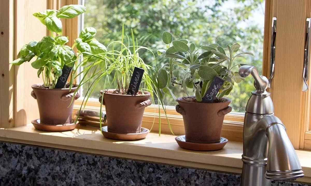 What window plants well grow in shadow
