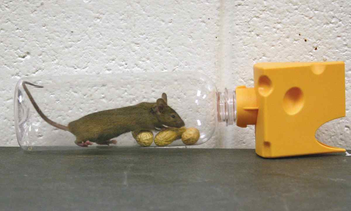 How to wash yellow spots under mice