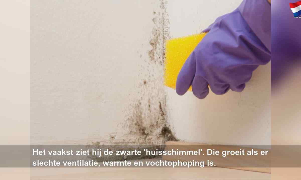 How to remove mold from fabric