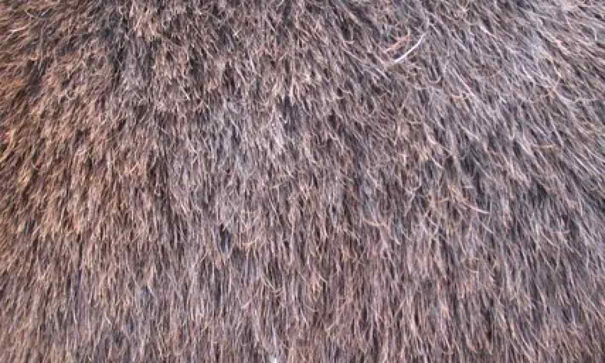 How to smooth fur