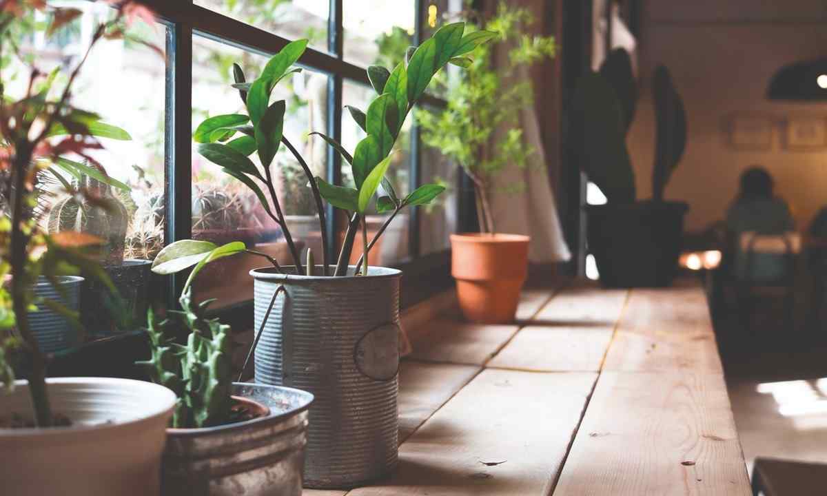 How to choose houseplants for kitchen