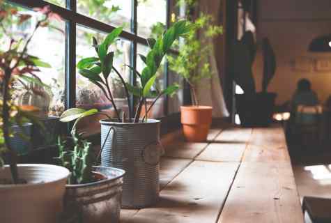 How to choose houseplants for kitchen