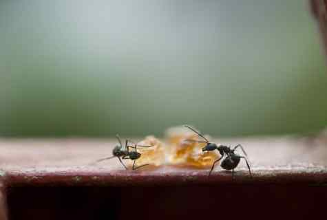 How to remove ants quickly and for a long time
