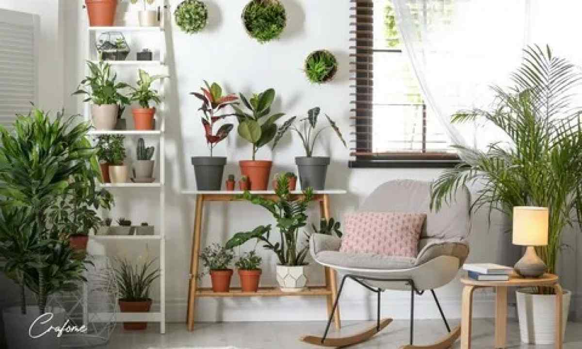 House flowers and plants for kitchen