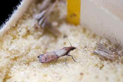 How to get rid of moth in kitchen