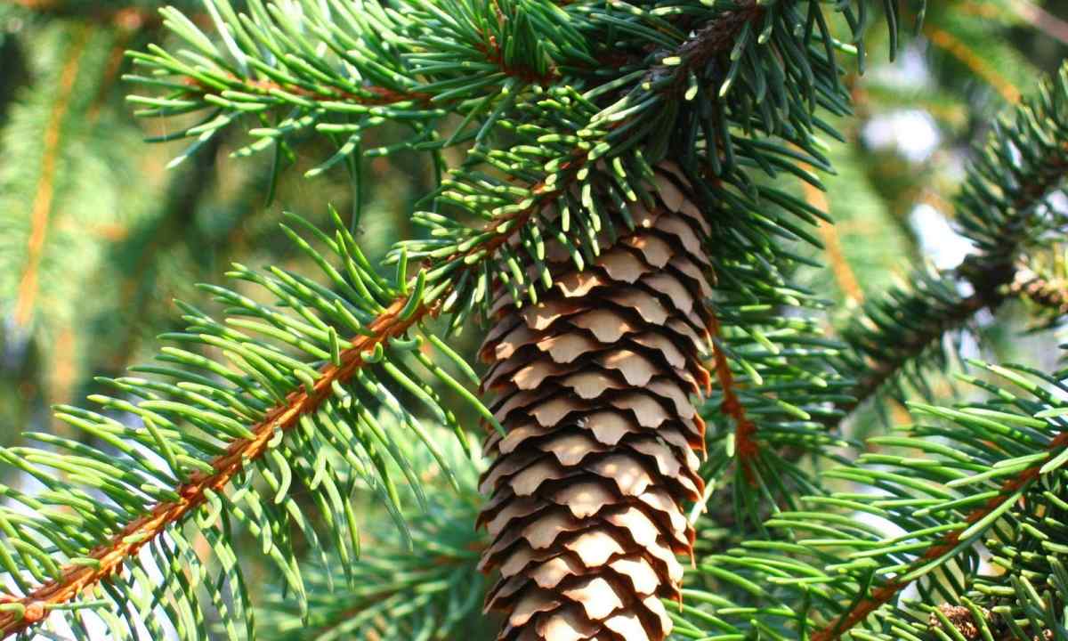 How to look after fir-tree