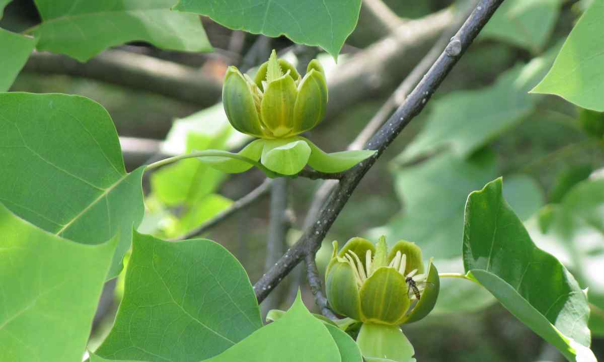 Tulip tree: as this tree and where grows looks