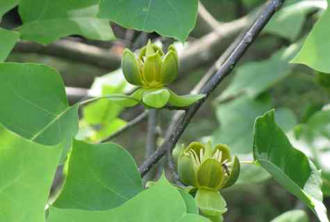 Tulip tree: as this tree and where grows looks