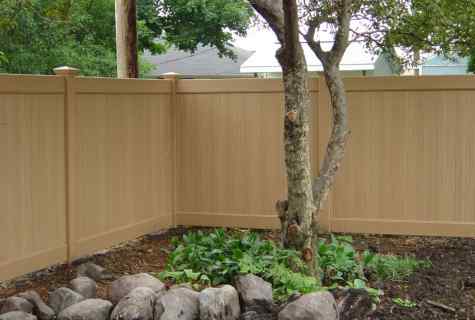 What to put along fence
