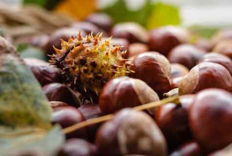 How to grow up chestnut from fruit