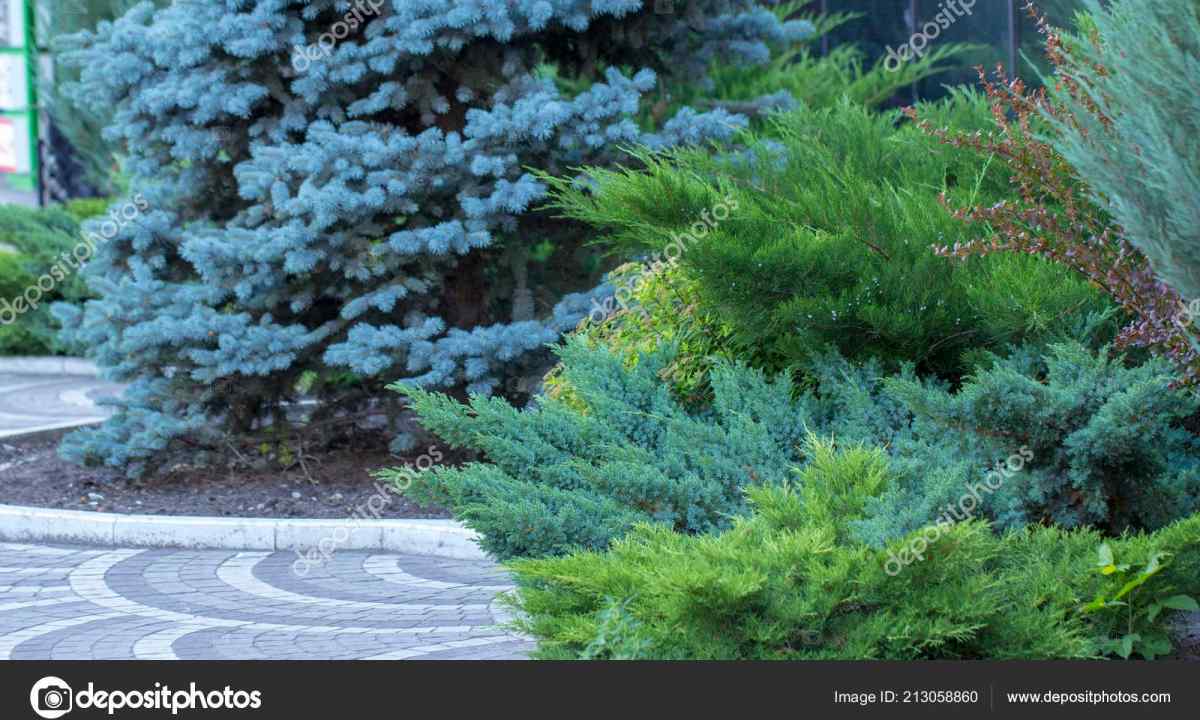 Options of compositions from coniferous plants