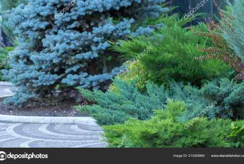 Options of compositions from coniferous plants