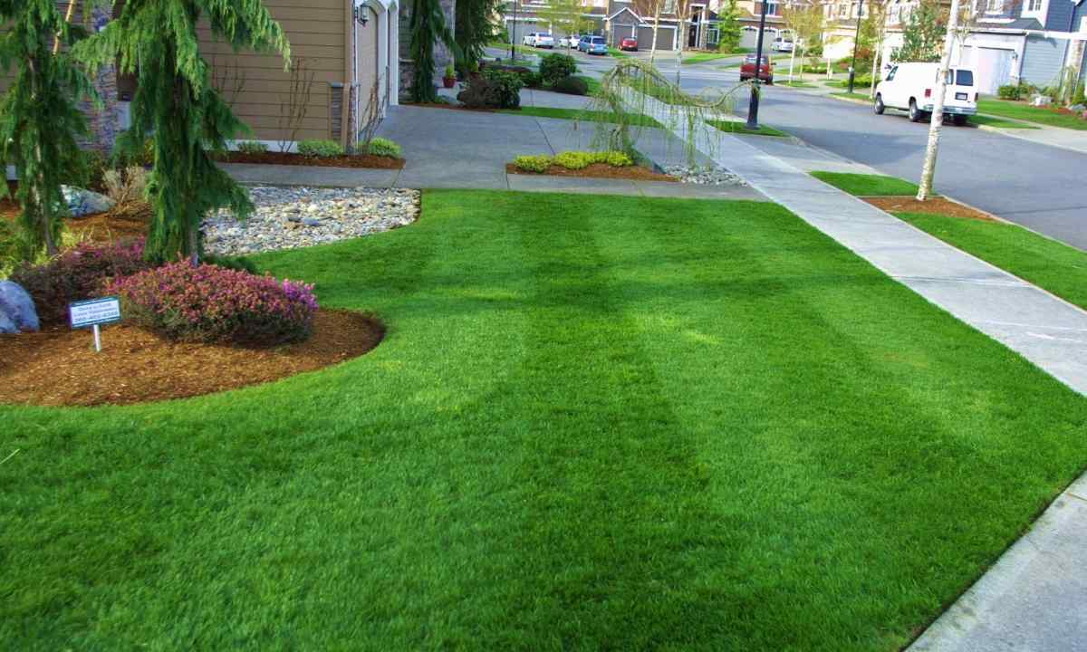 How to choose lawn