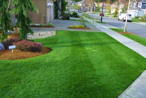 How to choose lawn