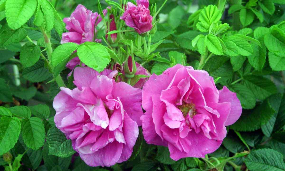 How to distinguish rose from dogrose on leaves and escapes