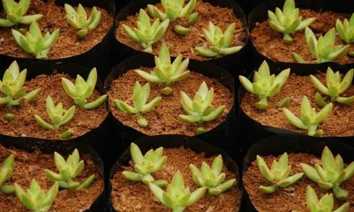 Sedum ordinary or hare cabbage: grades and features of cultivation
