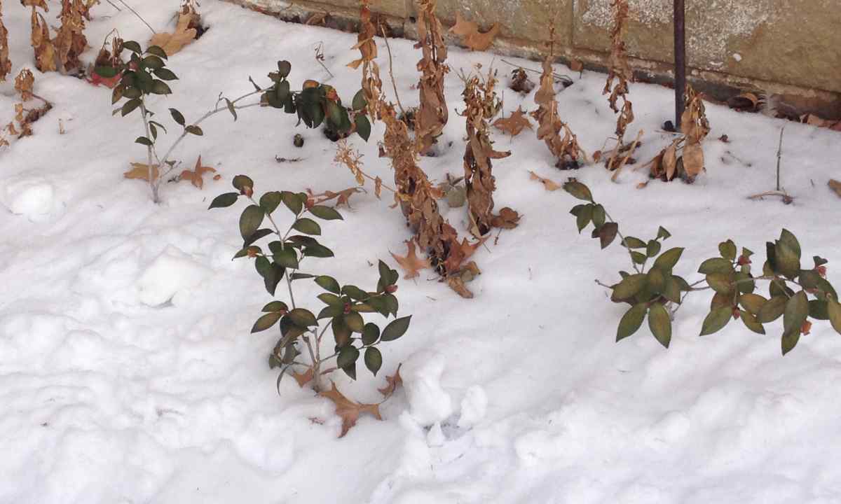 Roses after the wintering - removal of the winter shelter