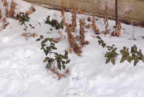 Roses after the wintering - removal of the winter shelter