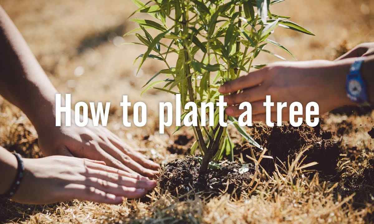 What trees to plant before owner-occupied dwelling