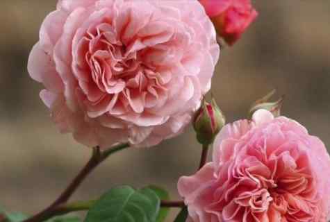 How to plant pletisty rose