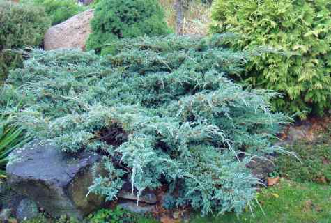 Juniper Blya Karpet - coniferous ornamental shrub