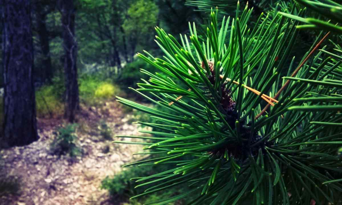 Why pine and fir-tree eternally green