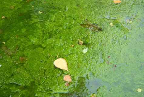 How to get rid of ooze in pond