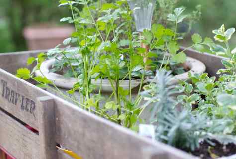 How to issue kitchen garden it is beautiful