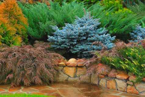 We select coniferous plants for landscape registration of the seasonal dacha