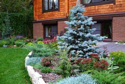 Fir-tree at the dacha: landscaping against superstition
