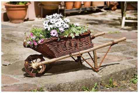 Rural color: motley flowers in old wheelbarrow