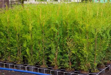 How to replace adult thuja