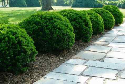 Evergreen bushes: application in landscaping