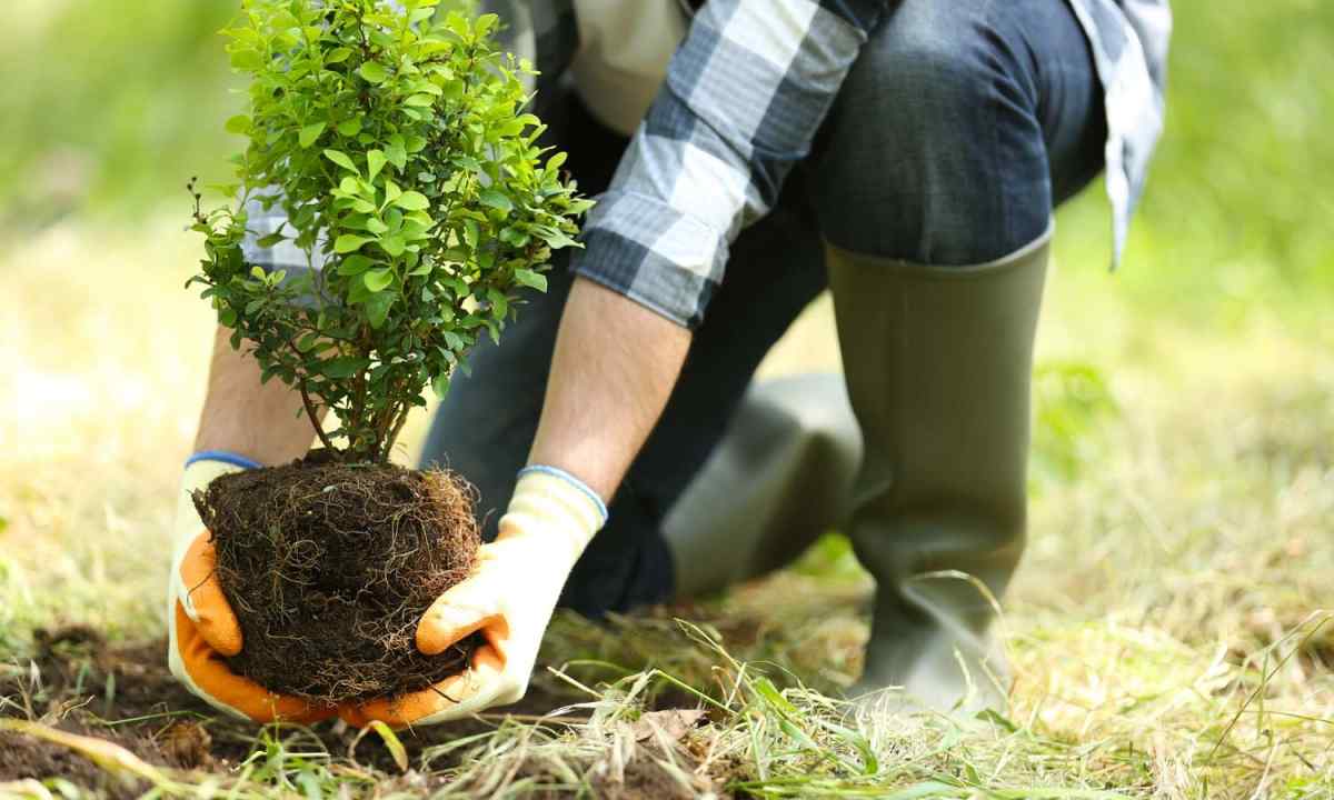 How to plant trees and shrubs in the site