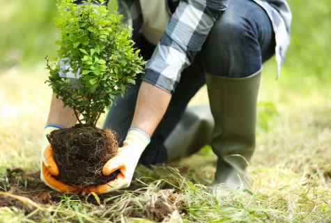 How to plant trees and shrubs in the site