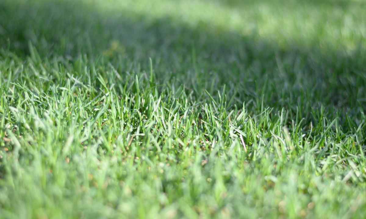 How to choose lawn grass