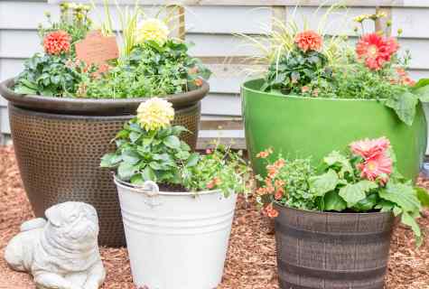 How to use flowers in container gardening