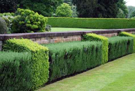 How to make green hedge
