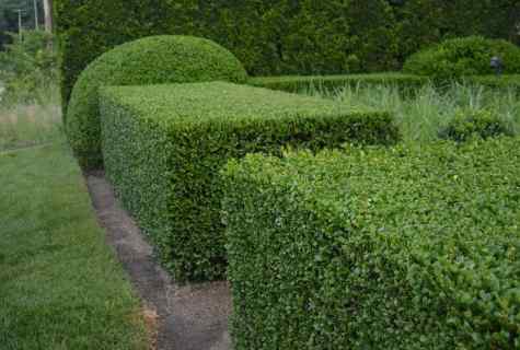 How to make green hedge of pines