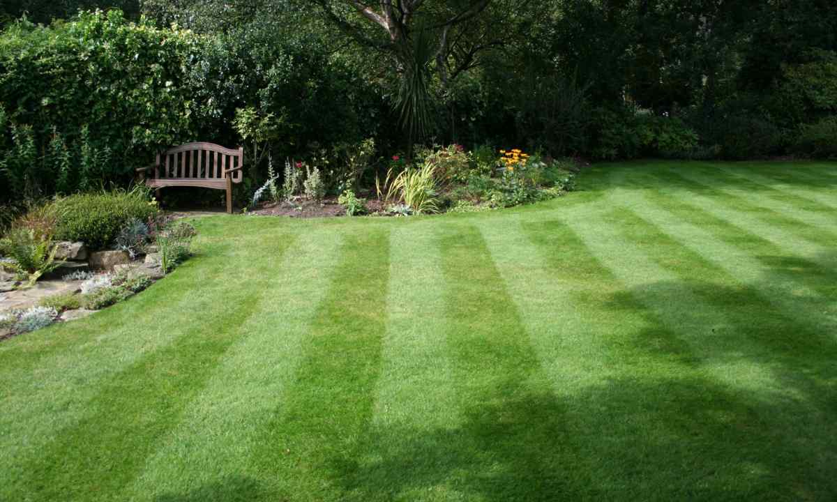 Types of lawns. Preparation for landing of lawn