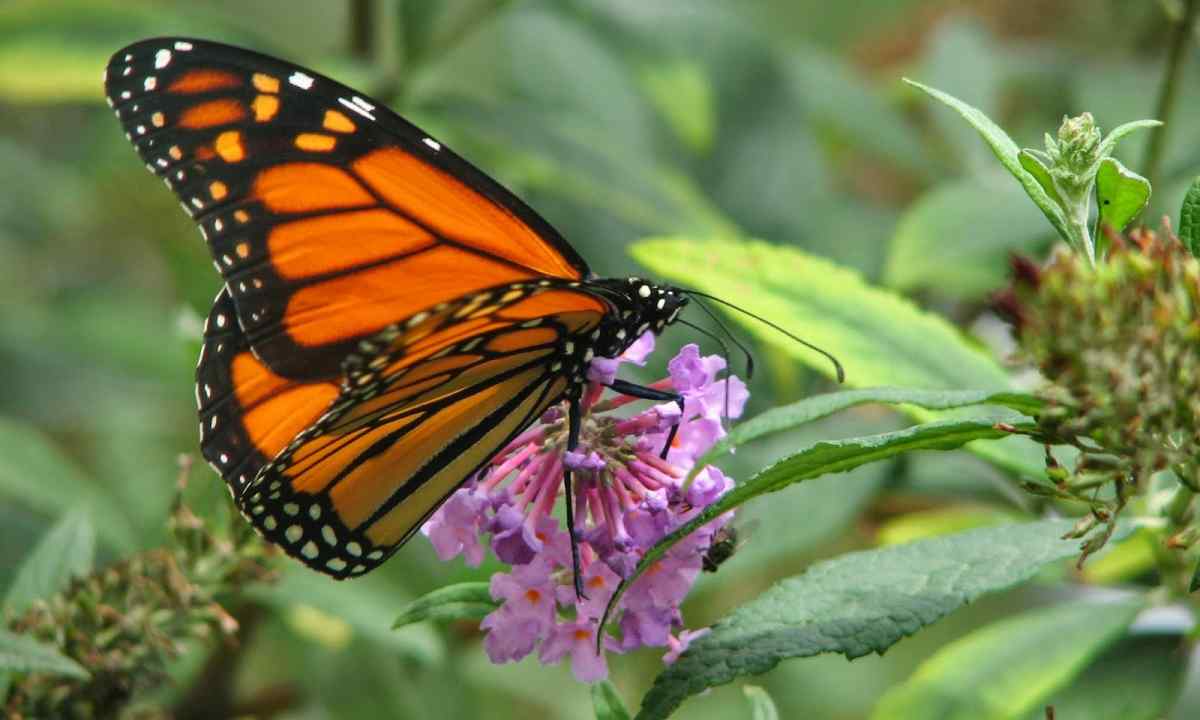 How to attract in garden of butterflies: registration of motley bed
