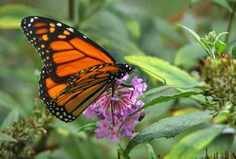 How to attract in garden of butterflies: registration of motley bed
