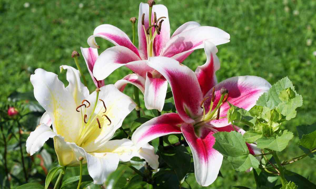 How to look after lilies