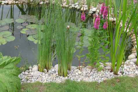 The best ornamental plants for decoration of edge of pond