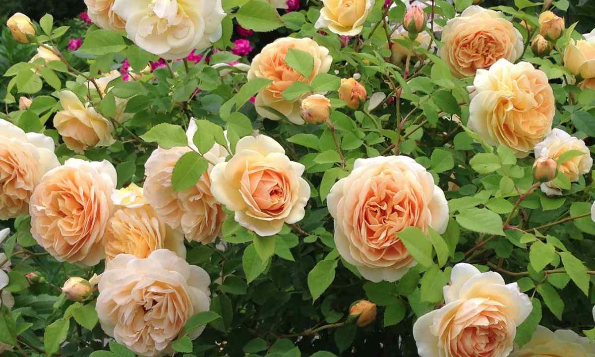 How to be guided in classification of garden roses
