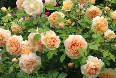 How to be guided in classification of garden roses