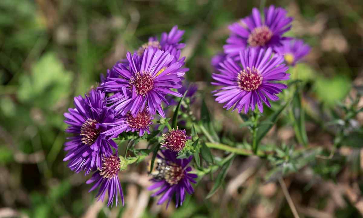 How to grow up asters