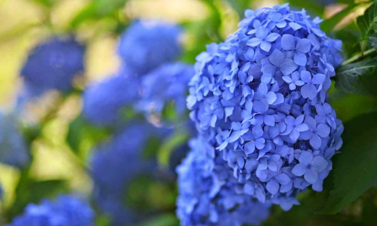 Hydrangea - cultivation and leaving